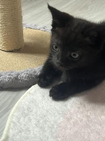 Животные: Котята домашние, короткошёрстные. Описание: -котятам 2 месяца - — 1