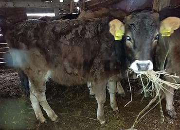 Аквариумдар: Сатам | Музоо | Бордоп семиртүү үчүн — 5