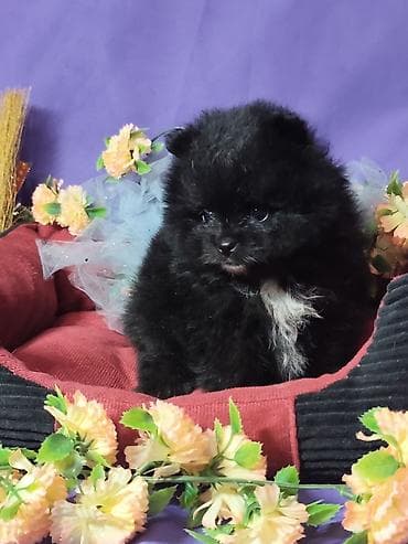 породистые собаки купить: Щенки померанского шпица (тип мишка), карликовый формат. - Окрас на — 2
