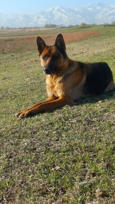 кангал сколько стоит: Немецкая овчарка, 1 год, Самец, С прививкой — 5