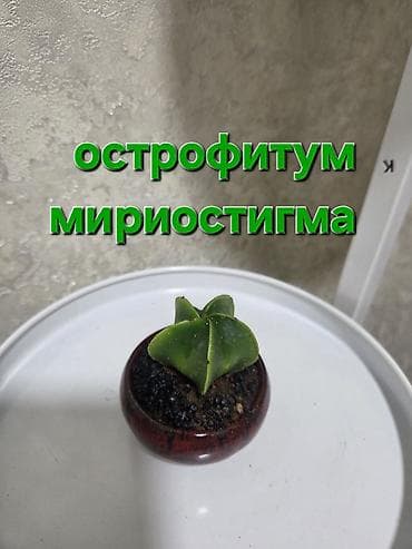 колючки: Коллекция кактусов и суккулентов в декоративных кашпо. - Разные виды — 7