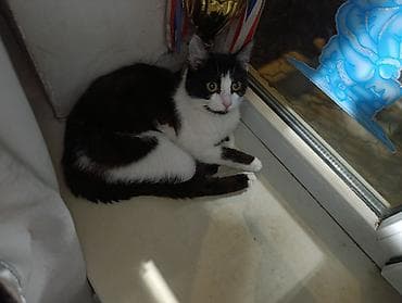 ловит мышей: Кошка даром: Беспородная, Девочка, Приучена к лотку — 2