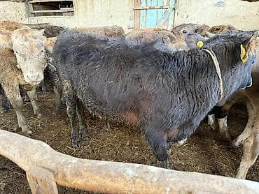 продаю осёл: Продаю | Бык (самец), Тёлка | Для разведения | Привязанные — 9