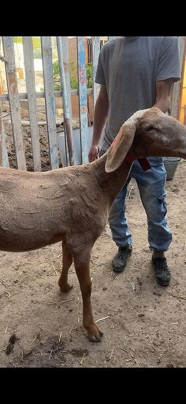 бенгальская домашняя кошка: Продаю | Овца (самка) | На забой — 3