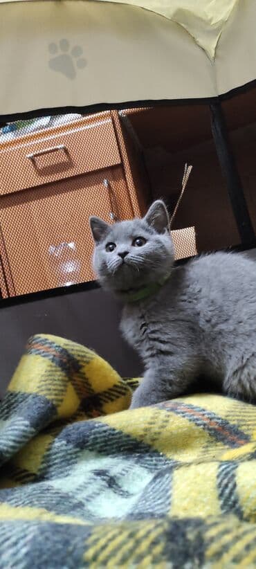 черные котята: Продам котят шотландской породы окрас голубой (blue).Родилась 20 — 1