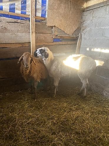 пародистые коровы: Продаю | Овца (самка) | На забой — 5