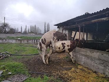 кунажын: Сатам | Уй (ургаачы), Бука (эркек), Кунаажын | Голштин, Алатоолук, Швиц | Союуга, Көбөйтүү үчүн, Бордоп семиртүү үчүн | Кысыр, Музоологондон кийин, Асыл тукумдуу — 10