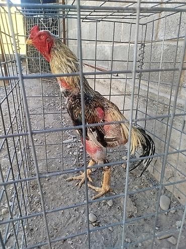 гаражи токмок: Дакан короз сатылат активный алмашу жолдору бар жемге жугоруго — 2
