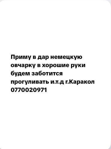 кавалер кинг чарльз спаниель бишкек: Он будет жить в этом доме можете не волноваться будем каждый день — 1