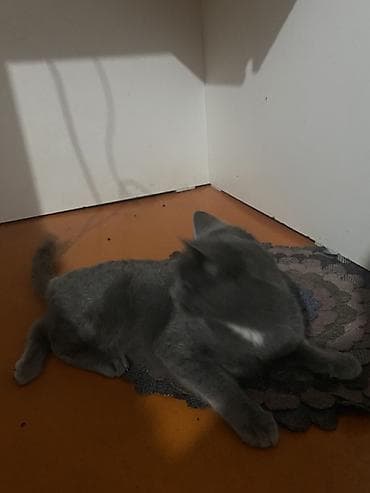 собака дратхаар: Кошка даром: Русская голубая, Мальчик, Приучена к лотку — 5