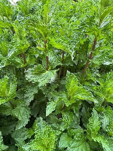 Көк чөптөр жана микро жашылчалар: Мята курчавая (Mentha x piperita var. crispa) — — 2