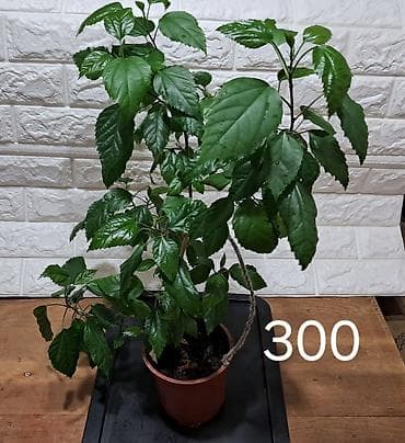 Комнатные растения в горшках: 1) Гибискус (китайская роза) — пышный