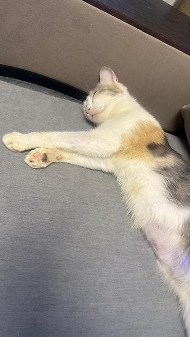 бишкек тай: Породасыз, 7 айлык, Ургаачы, Бычылган, Лотокко барууга үйрөтүлгөн, Курттардан тазаланган — 6