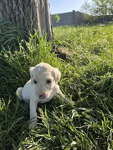 собака чихуахуа: Тайган кучук Бир ай чиста кровный — 5