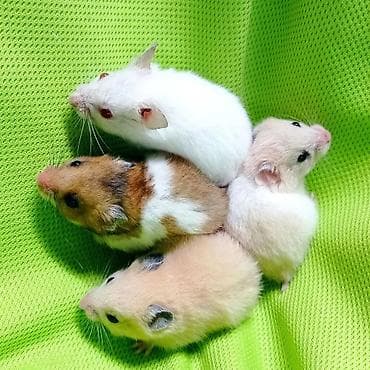 Услуги ветеринара: Продаются хомячки джунгарские, сирийские, ангорские пушистые хомячки — 8