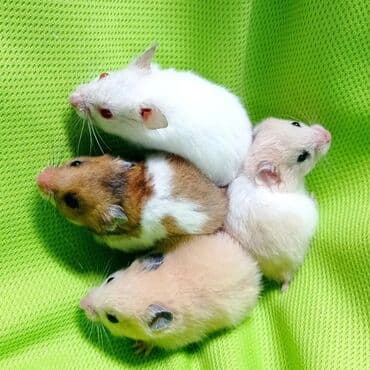 Кемирүүчүлөр: Продаются хомячки джунгарские, сирийские, ангорские пушистые хомячки — 8