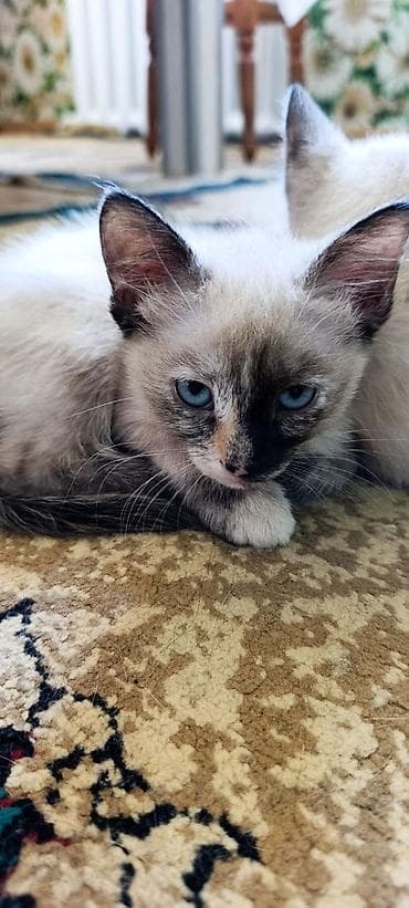 Животные: Котята с редким окраcом колор‑пойнт - Голубые глаза и выразительные — 2