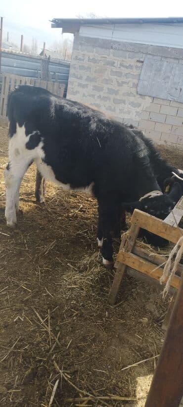 продажа щенков немецкой овчарки с документами в бишкеке: Сатам | Кунаажын | Швиц | Көбөйтүү үчүн, Сүт алуу үчүн | Жасалма уруктандырылган — 2