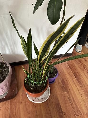 домашние растения: Комнатные растения в горшках — коллекция для дома и офиса. В — 8