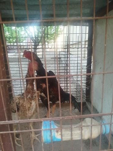 толокар машинка: Дакан жожо короз сатылат алмашу жолдору бар домашний тооко алмашам — 3