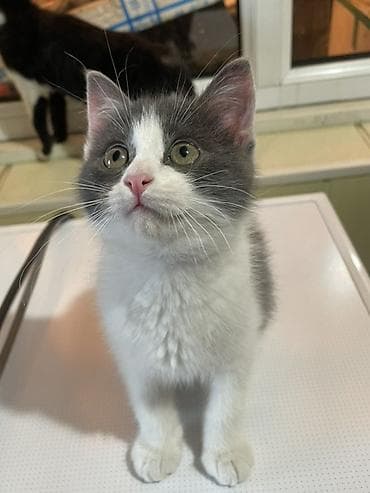 котята простые: Кошка даром: Беспородная, 4 месяца, Мальчик, Приучена к лотку — 1