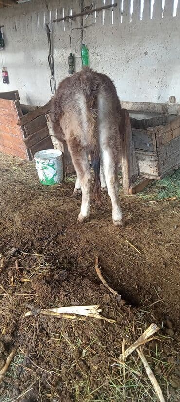 сухое молоко для животных: Продаю | Тёлка | Для молока | Привязанные — 4