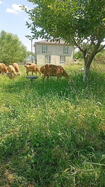 иттер ош: Сатам | Ургаачы кой (ургаачы) | Арашан | Көбөйтүү үчүн | Ургаачы — 2