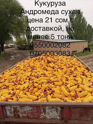 кухонные гарнитуры б: Кукуруза куплю.любой обьем Жугору сатып алам,өзүбүз алып кетебиз, тел — 2