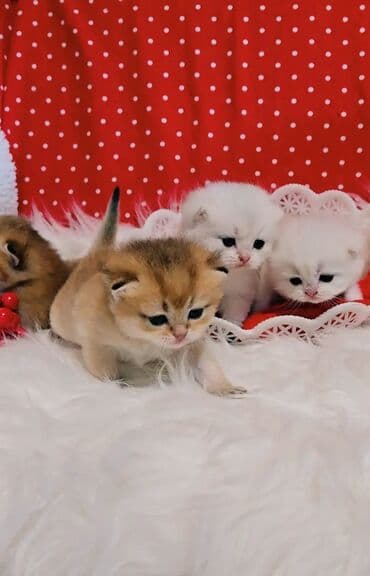 фонд добрые руки бишкек: Шотландские чистопородные котята. Предлагаем для бронирования — 10