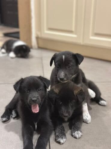 Грызуны: Щенки. Окрас преимущественно черный с белыми отметинами на груди — 2