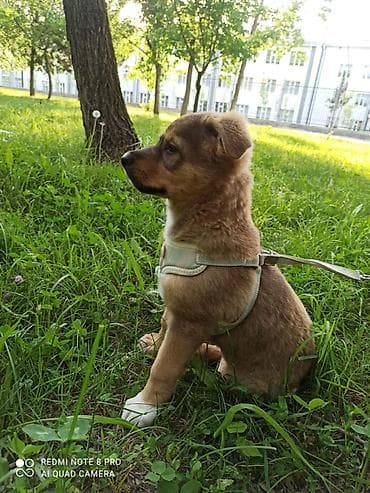 охотничий двор: Собака даром: Дворняжка, 2 месяца, Самец, С прививкой — 5