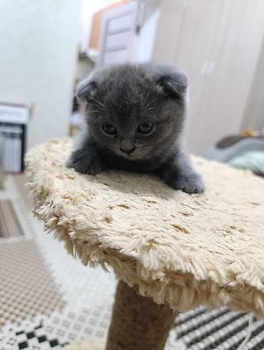 котята британский: Скотиш Страйт (Шотландская прямоухая), 1 месяц, Девочка, Голубой, Приучена к лотку — 8