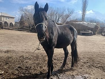 корм для животных: Продаю | Кобыла (самка) | Рабочий — 2