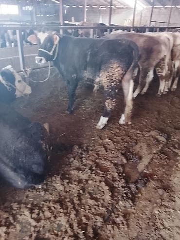 быки шароле: Продаю | Бык (самец) | На откорм | Привязанные — 2