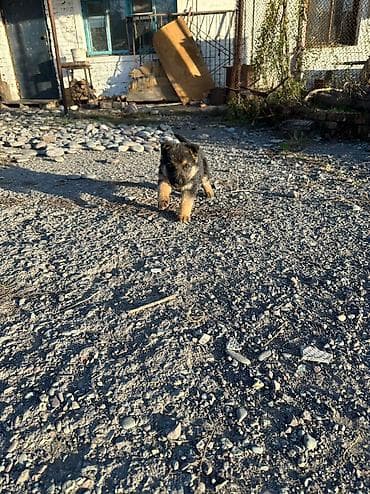 Продаю щенков немецкой овчарки, село беловодское, цена окончательная