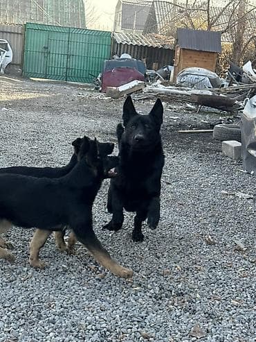 с мыкан: ВЯЗКА! Не продажа. Всем доброго времени суток друзья, предоставляю к — 1