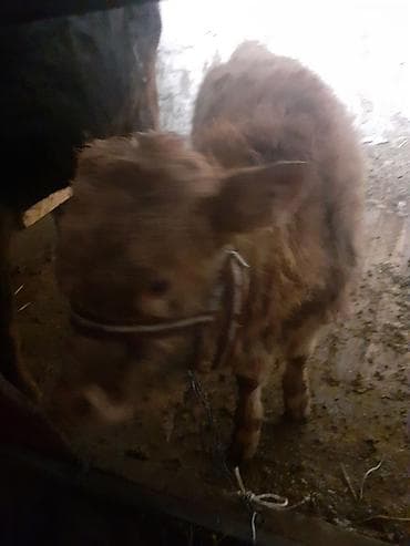 ит жалал абад: Сатам | Музоо | Ангус | Бордоп семиртүү үчүн | Байланган — 5