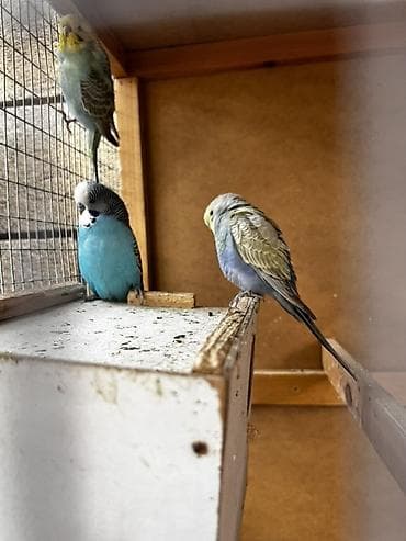 волнистые попугай: Волнистые попугаи (budgerigar) различных окрасов. Описание: - — 9
