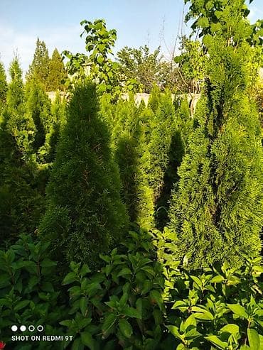 лист контейнер: Местно выращенная туя Смарагд. конической формы с плотной зеленой — 3