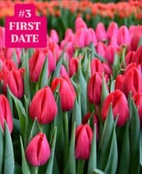 купить луковицы тюльпанов из голландии: Предлагаются тюльпаны различных оттенков для предзаказа к 8 марта 2026 — 4