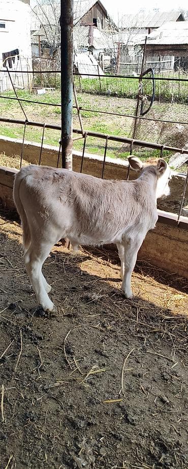 щвиц корова: Продаю | Музоо, торпок | На откорм | Племенные — 4