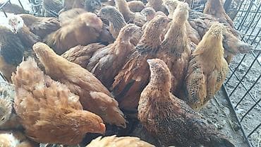 Продаю | Цыплята | Полубрама, Домашняя, Кучинская | Для разведения