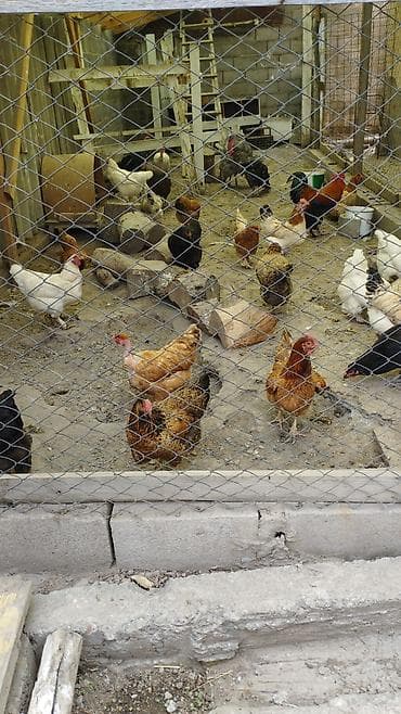карликовые утки: Продаю | Куры | Несушки — 1