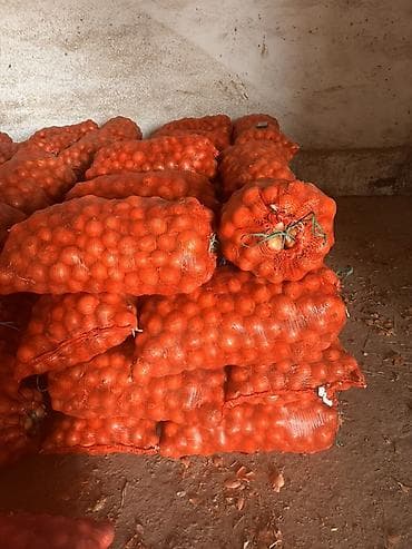 синий лук: Лук Оптом — 2