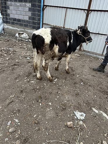 Аквариумдар: Сатам | Бука (эркек) | Көбөйтүү үчүн — 2