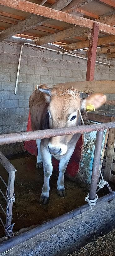 жеребёнок тай: Продаю | Тёлка | На откорм | Привязанные — 1