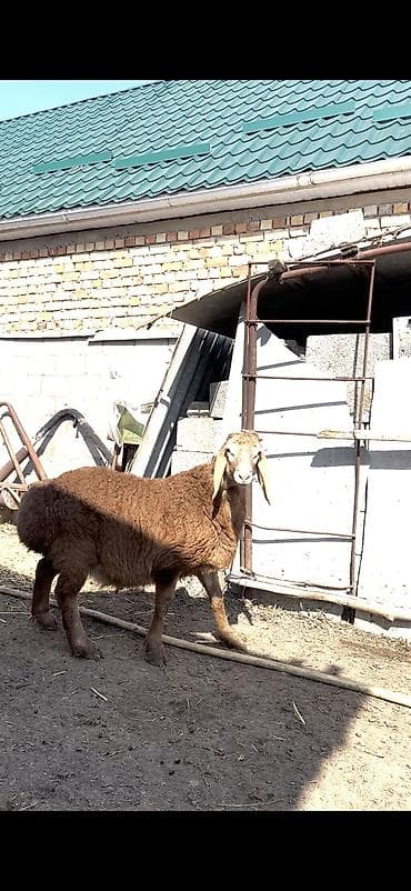 дорпер купить в кыргызстане: Продаю | Ягненок, Баран (самец) | Гиссарская, Арашан | Для разведения | Племенные, Осеменитель — 2