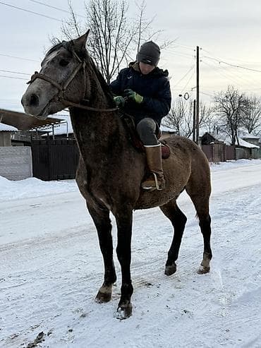 продаю охотничий собаку дратхар: Продаю | Жеребец — 6