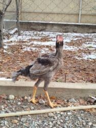 с переездом: Дакан пепел жожо короз сатылат бойу чон майда ачылган активный алмашу — 5