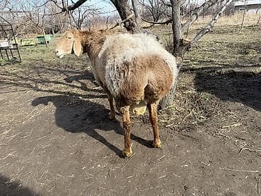 акита ину собака: Продаю | Баран (самец) | Арашан | Для разведения — 4